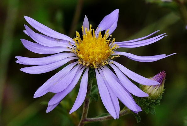 {Eurybia spectabilis}